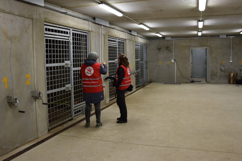 Poznańskie Nowe Zoo ma dwa nowe misie! W azylu dla niedźwiedzi zamieszkały Ewka i Gienia