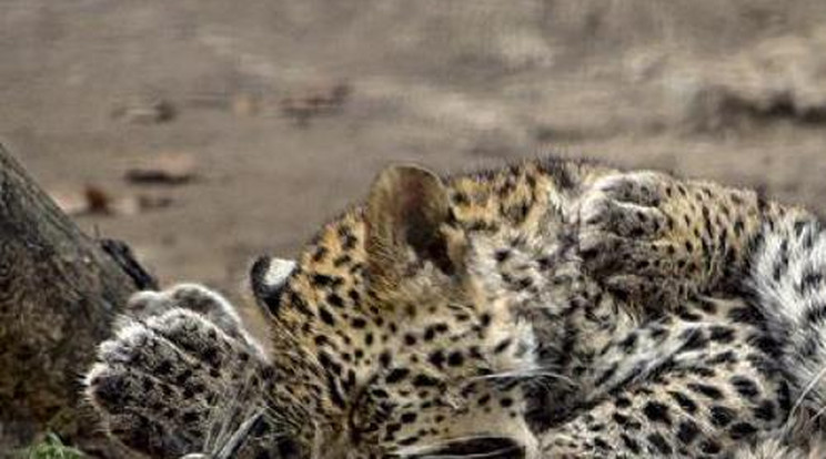 Csintalan leopárdkölykök Nyíregyházán