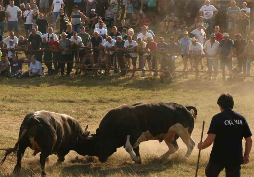 Kočićev zbor, bikovi