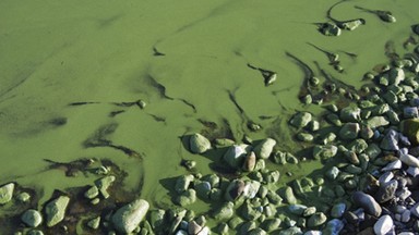 Ocieplenie klimatu im sprzyja. Czy zakwit sinic oznacza niebezpieczeństwo?