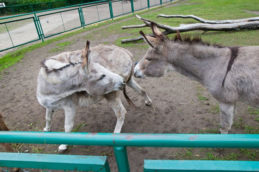 Osły z poznańskiego zoo.