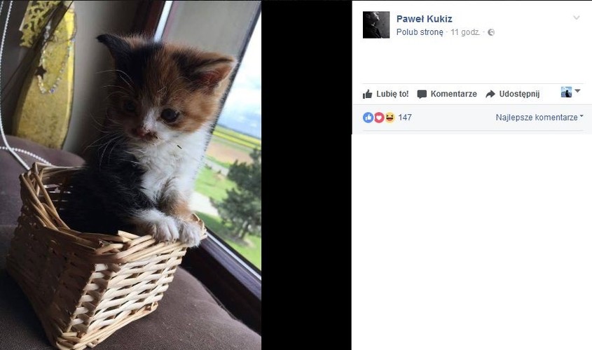 kot Pawła Kukiza