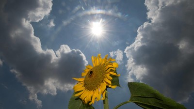 słonecznik upał słońce temperatura