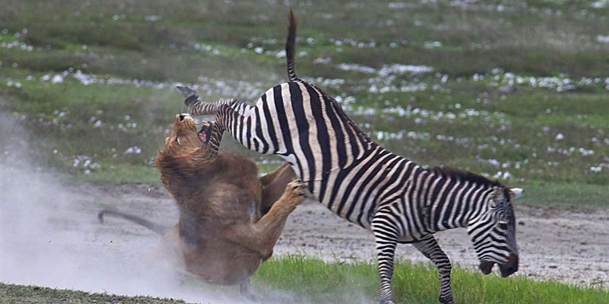 Brawo zebra! Lew dostał w pysk. FOTO