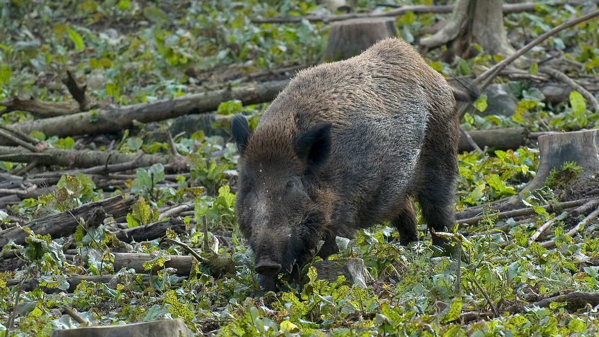 50 dzików zostanie w najbliższym czasie odstrzelonych w Rudzie Śląskiej. To jedyny sposób na zmniejszenie liczby tych zwierząt w mieście, które coraz częściej odwiedzają osiedla mieszkaniowe. - Problem był zgłaszany przez mieszkańców, którym dzikie zwierzęta wyrządziły szkody materialne. Interweniujący rudzianie bali się też o swoje bezpieczeństwo – podkreśla prezydent Grażyna Dziedzic. Gdyby nie podjęto decyzji o odstrzale redukcyjnym dzików, to ich liczba na przestrzeni jednego roku mogłaby się zwiększyć kilkakrotnie.