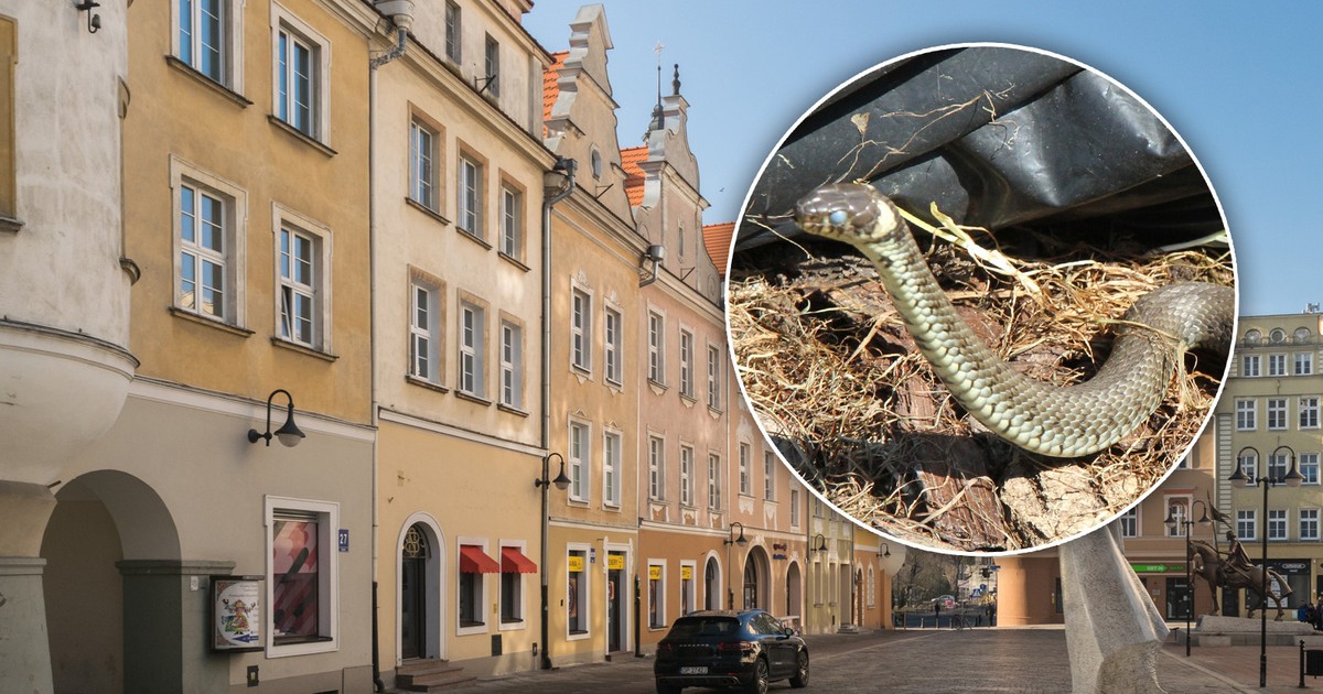 Inwazja nieproszonych "gości" w Opolu. Czy mieszkańcy mają się czego bać?