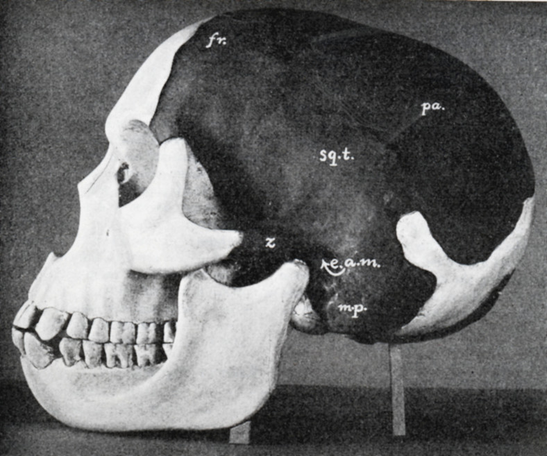 Model czaszki człowieka Piltdown (Eanothropus dawsoni), 1914. 