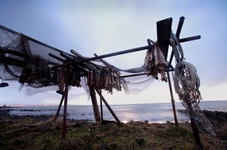 Nie kupisz na lewo dorsza i łososia. Dostępne tylko w centrach pierwszej sprzedaży