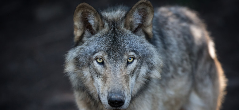 W parku krajobrazowym zastrzelono wilczycę