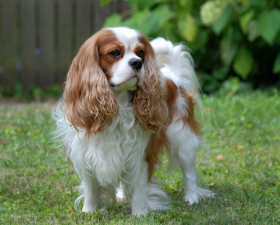 2. Cavalier king charles spaniel