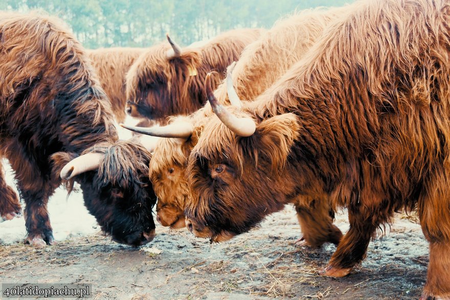 Highland Cattle