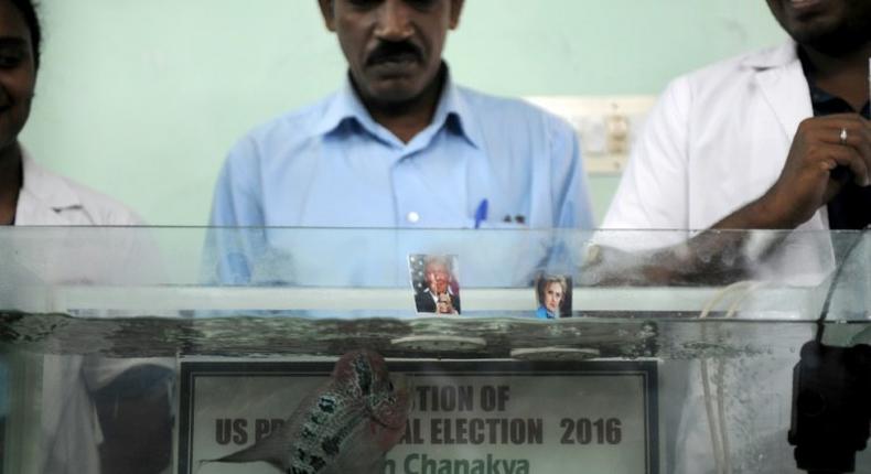 The fish swims to a portrait of US presidential candidate Donald Trump during an event in Chennai, on November 8, 2016