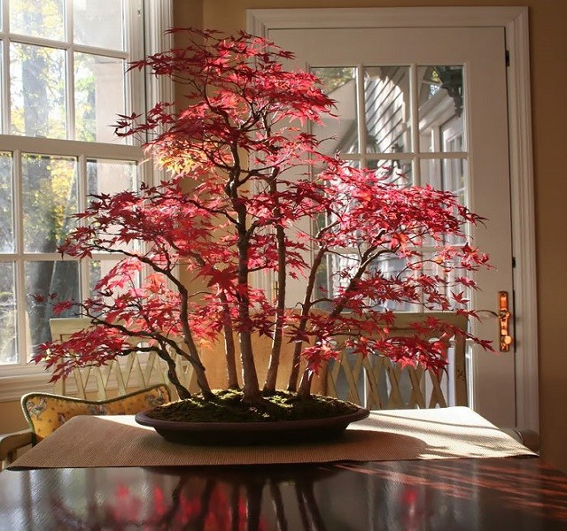 86740_bonsai1