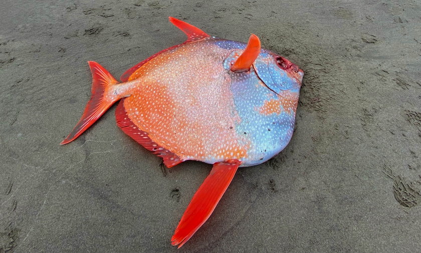 Rzadka ryba została znaleziona w Oregonie w USA.