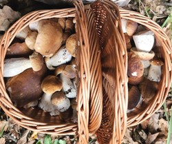 Bardzo trudny QUIZ grzyby jadalne i trujące. Czy dobrze znasz się na grzybach? Sprawdź