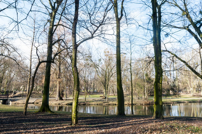 Poznań będzie miał miejskiego ogrodnika?