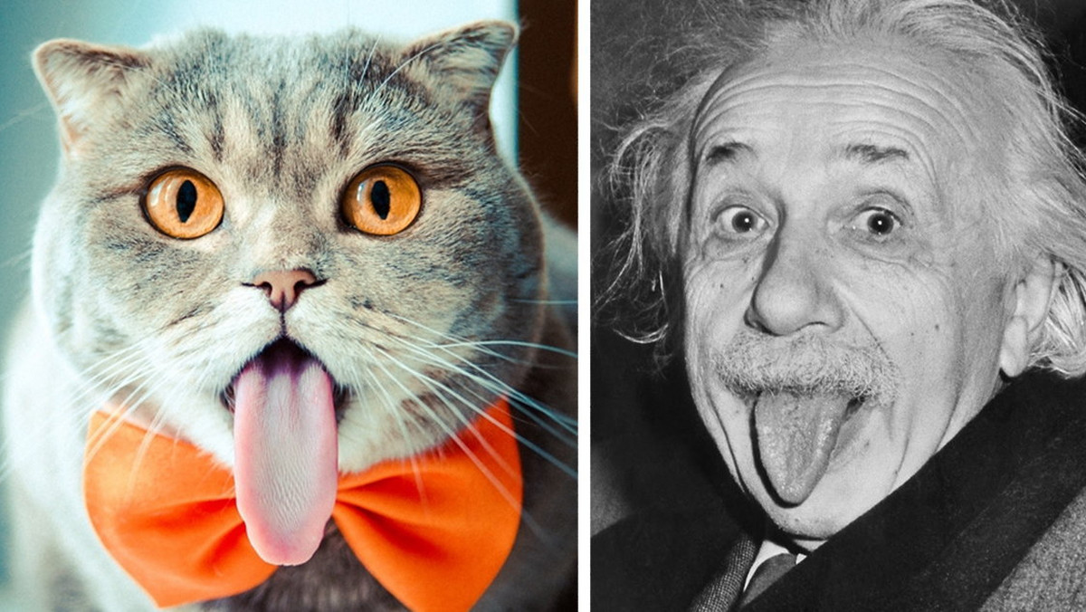 Jeśli Albert Einstein kiedykolwiek miał kota, to z pewnością wyglądał on jak Melissa z Rosji. Musimy przyznać, że jest przeurocza.