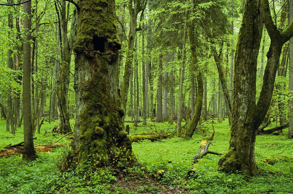 Puszcza białowieska, Białowieża, Podlaskie