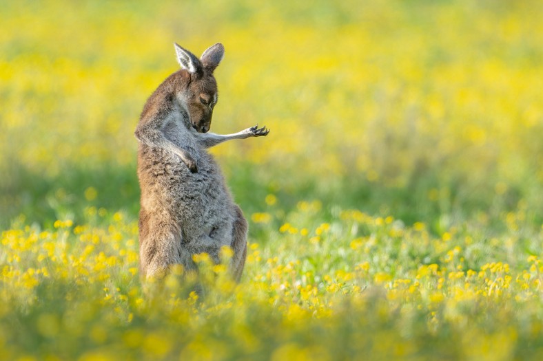 Jason Moore, "Air Guitar Roo"