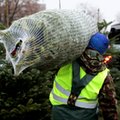 Drożej na placach, taniej w marketach. Polacy ruszyli po choinki