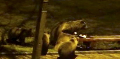 Niedźwiedzie na ulicach Zakopanego