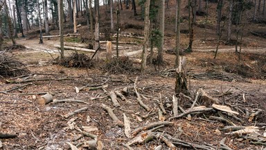 Greenpeace ocenia programy wyborcze. "Zamglona zielona ścieżka Trzeciej Drogi"