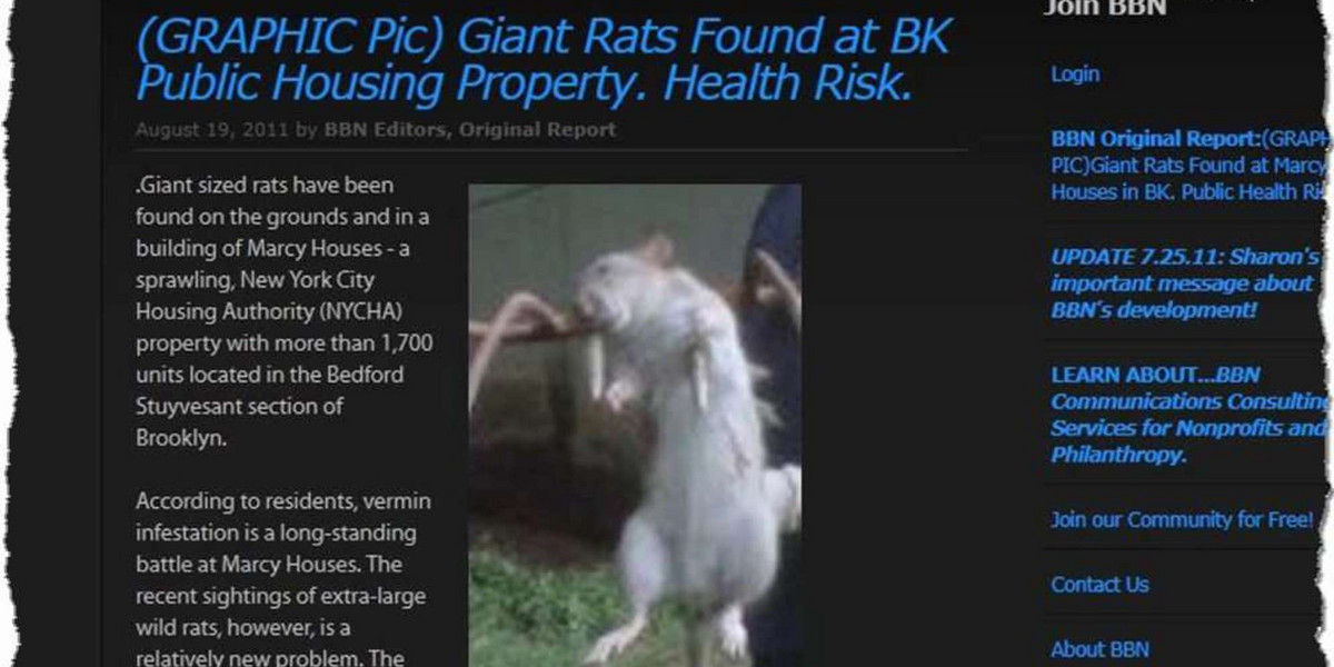 Szczur gigant zabity w Nowym Jorku