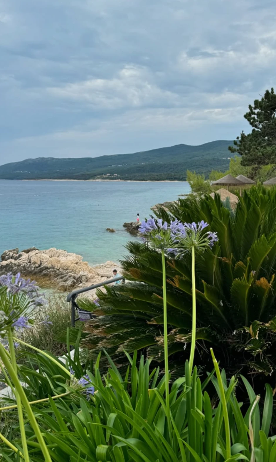 Milica Gacin, objava