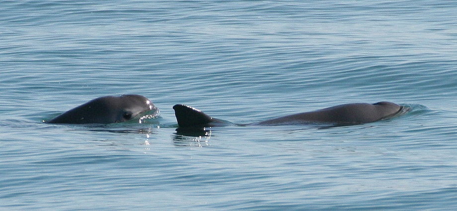 Dwa morświny kalifornijskie pływają w Zatoce Kalifornijskiej u zachodnich wybrzeży Meksyku.  