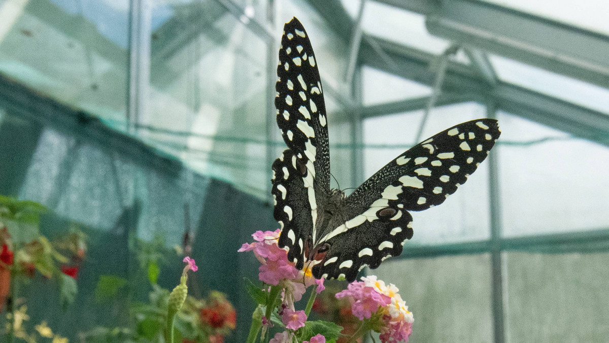 Już latem w Jaworzu koło Bielska-Białej będzie można obejrzeć wiele gatunków motyli tropikalnych i rodzimych oraz innych owadów. Przy Muzeum Fauny i Flory Morskiej i Śródlądowej powstanie motylarnia.