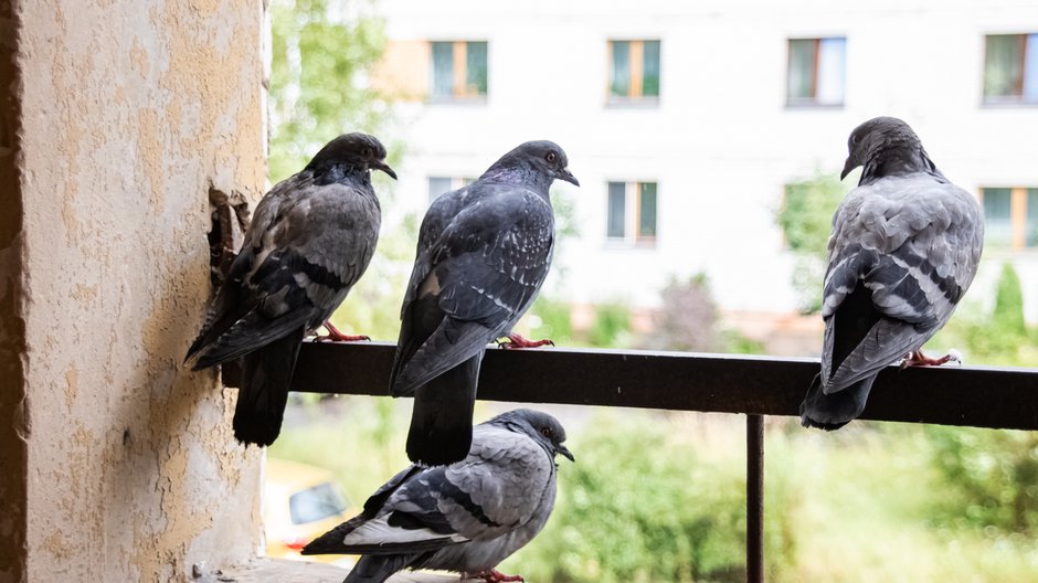 Przylatujące na balkon ptaki często go brudzą odchodami - Vera Aksionava/stock.adobe.com