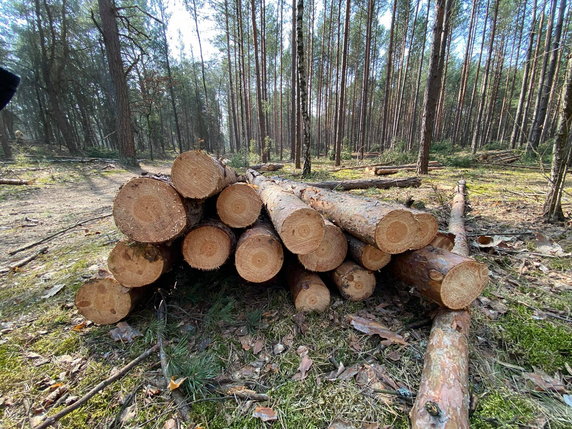 Wycięte drzewa w Kampinoskim Parku Narodowym