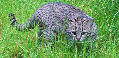 Koty argentyńskie w śląskim Zoo