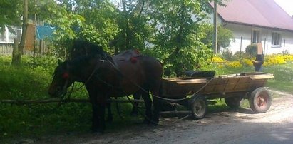 Konie wiozły do domu pijanego woźnicę