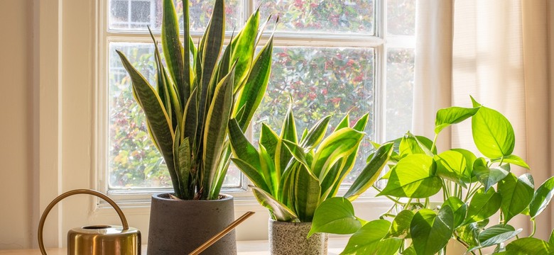 Te rośliny oczyszczają i nawilżają powietrze w domu. Oto 5 naturalnych filtrów