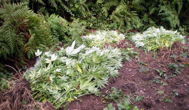 379286_arilje01-marihuana-zasad-foto-v-lojanica