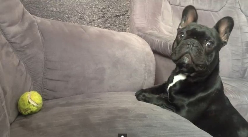 Preslatki pas i nedostižna loptica