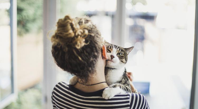 Neked is sokszor dorombol a cicád? Szívszorító oka van Fotó: Getty Images