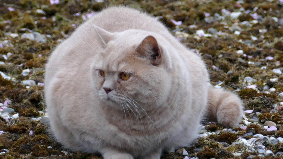Koty niewychodzące często mają dużą nadwagę - MrsBrown/pixabay.com