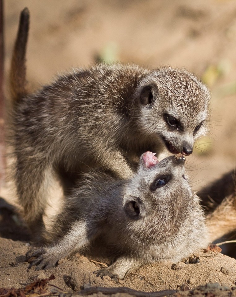 Trzy surykatki urodziły się we wrocławskim Ogrodzie Zoologicznym