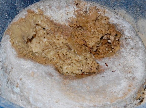 Casu Marzu