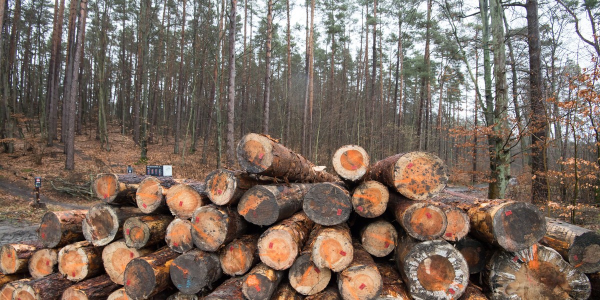 Trójmiejski Park Krajobrazowy. 4 lutego 2024 r.