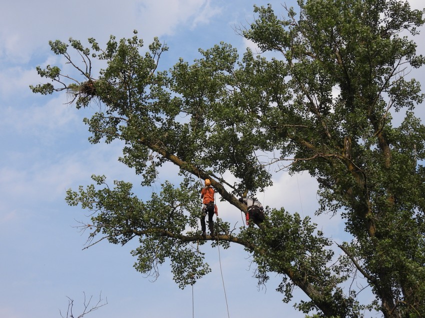 Penjači i gnezdo krstaša
