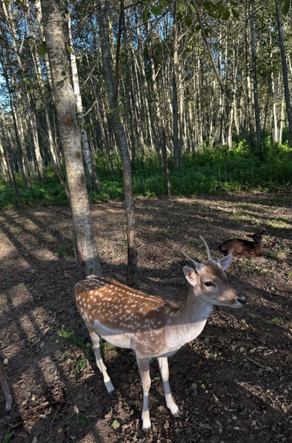 Ivana Malić, objava