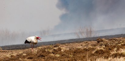 Biebrzański Park Narodowy płonie! "Szczęśliwe matki, które jeszcze nie urodziły"