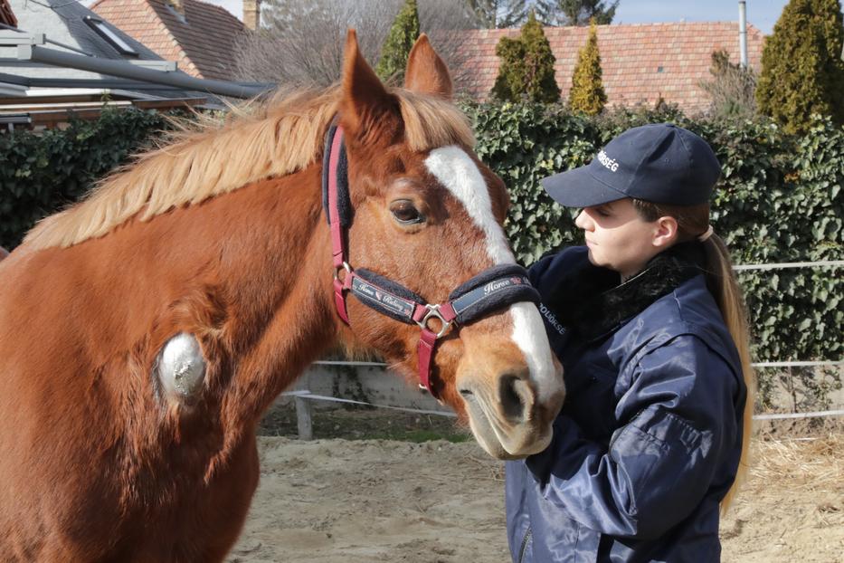 Lacika és lovasa, Adrienn együtt próbálják túltenni magukat a támadáson. A seb már gyógyul a ló nyakán. Fotó: Grnák László