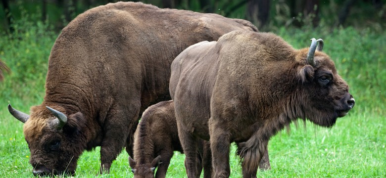 Bieszczady: żubry schodzą w doliny do miejsc zimowania