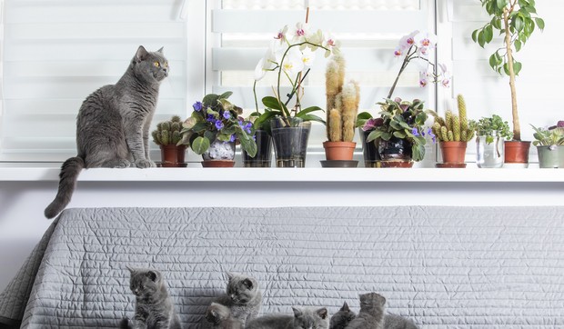 Mačke izazvale požar