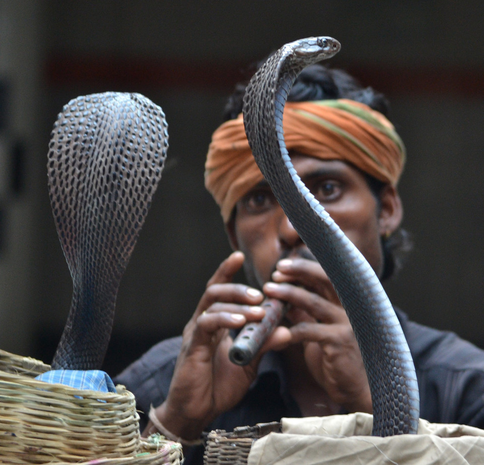 INDIA SNAKE FESTIVAL