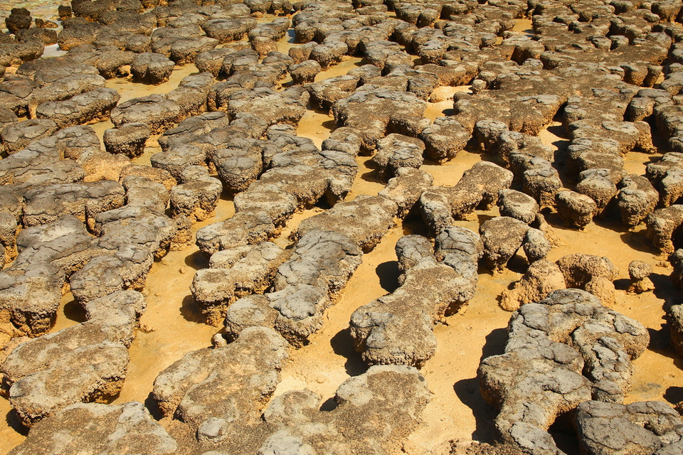Stromatolity w Zatoce Rekina
